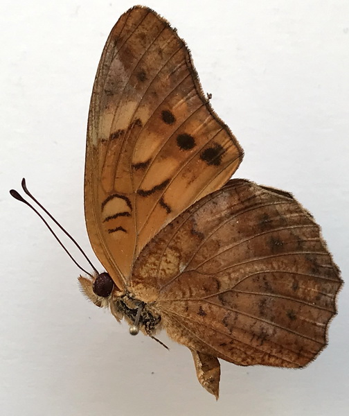 Euptoieta hegesia meridiana  mâle  Stichel, 1938 