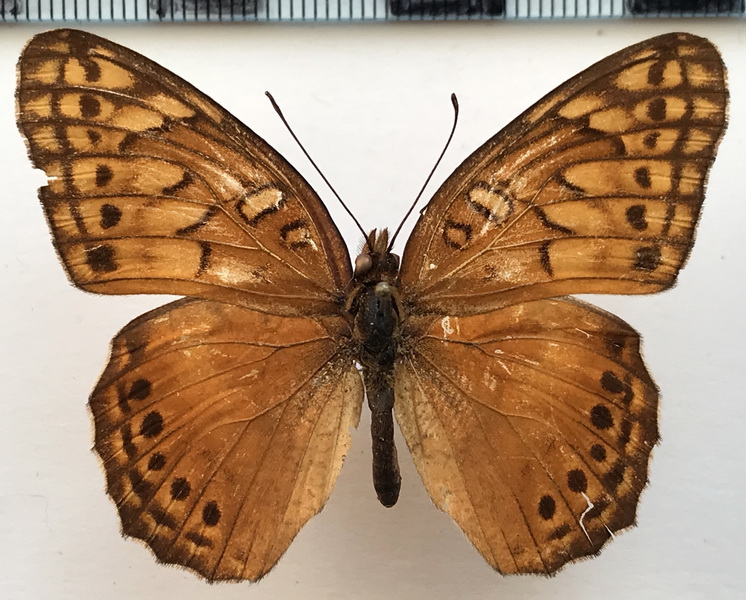 Euptoieta hegesia meridiana  mâle  Stichel, 1938 