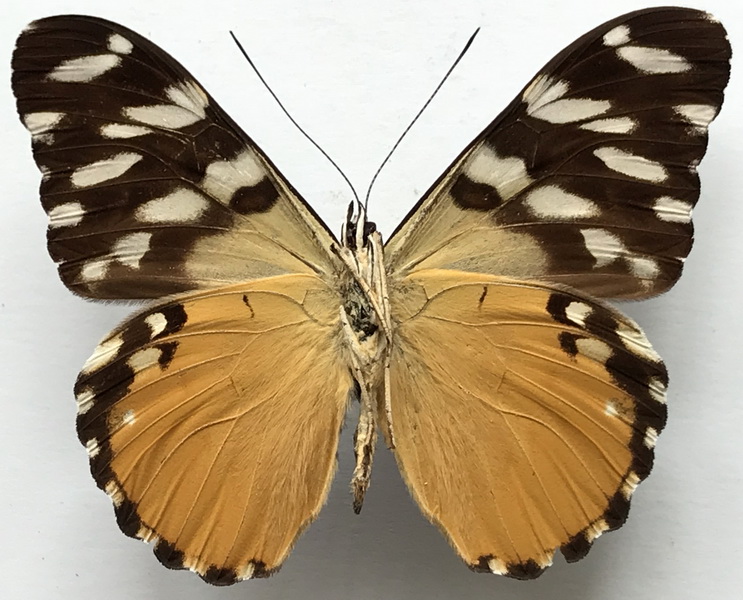 Hamadryas alicia  mâle  (H. Bates, 1865) 