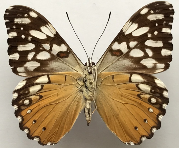 Hamadryas fornax fornax  mâle    (Hübner, [1823]) 