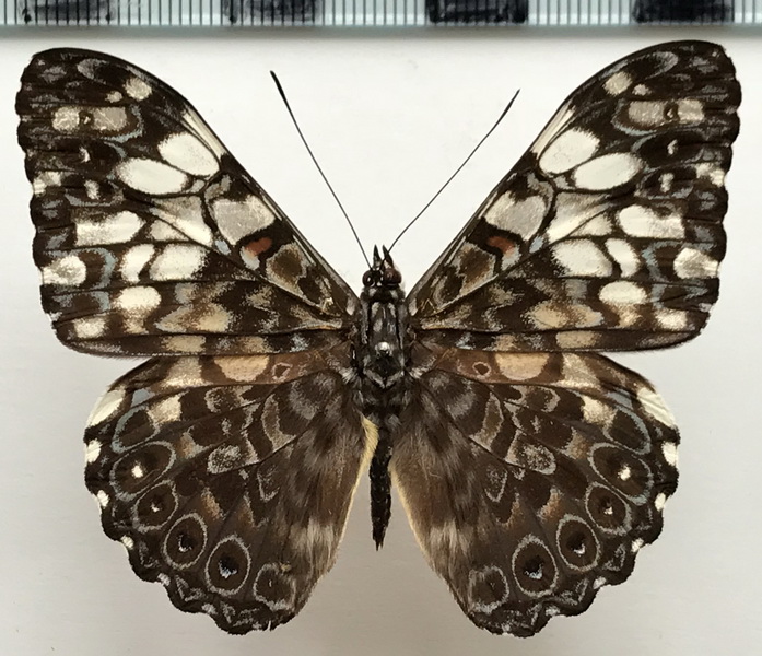 Hamadryas fornax fornax  mâle    (Hübner, [1823]) 