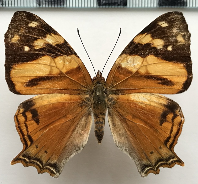 Hypanartia lethe  lethe  femelle  (Fabricius, 1793)