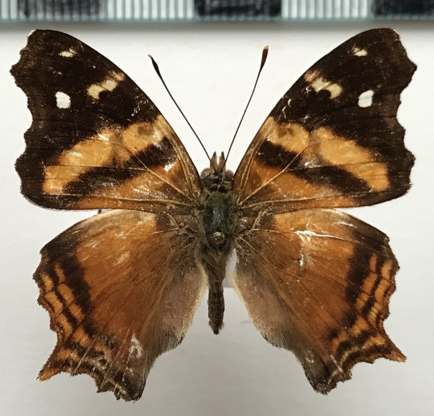 Hypanartia bella  mâle   (Fabricius, 1793)