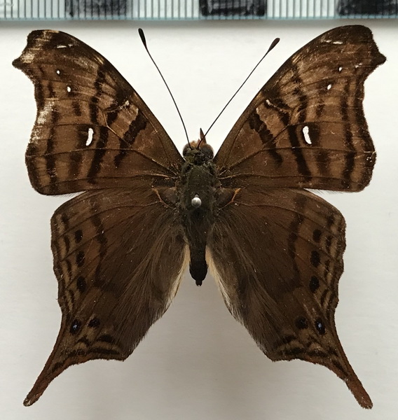 Hypanartia dione dione  mâle   (Latreille, [1813])