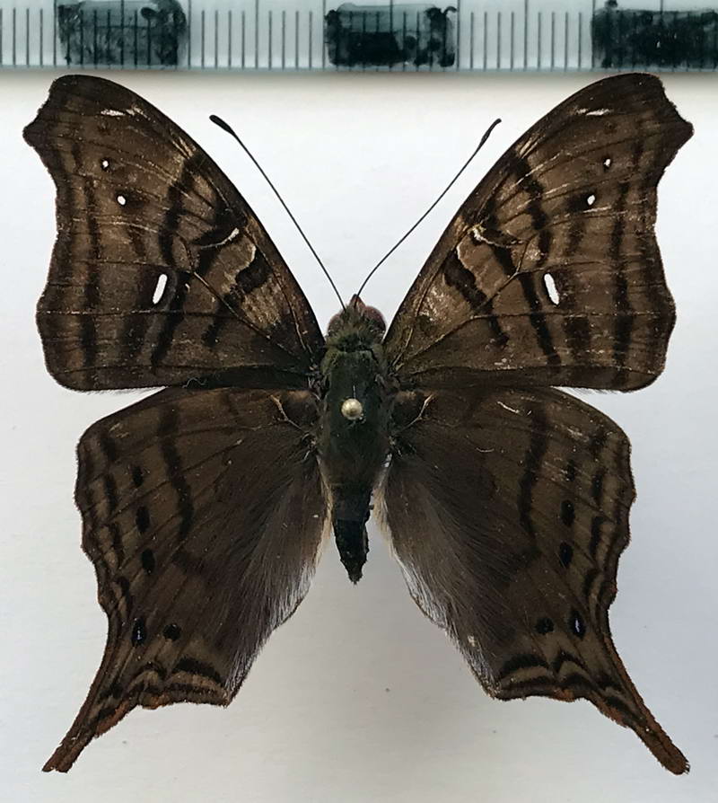 Hypanartia dione dione  mâle   (Latreille, [1813])