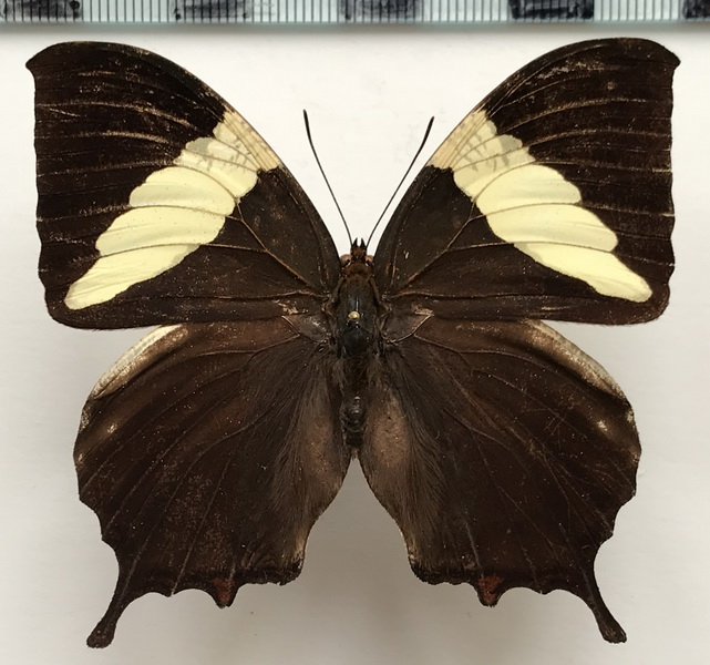 Hypna clytemnestra clytemnestra  mâle  (Cramer, 1777)