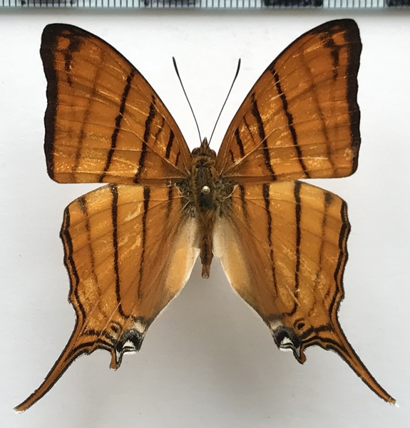 Marpesia berania berania mâle   (Hewitson, 1852)