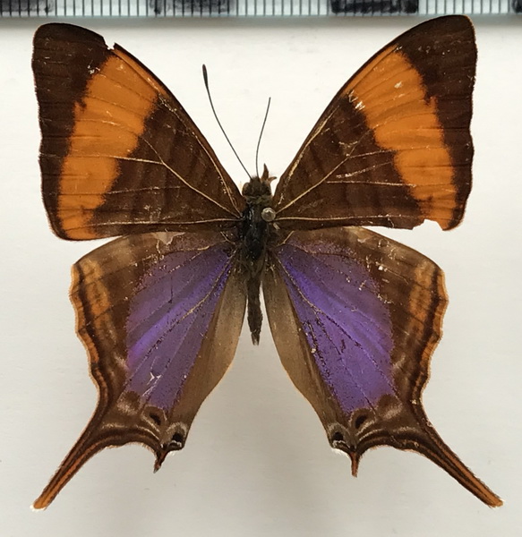 Marpesia corinna  mâle    (Latreille, [1813])