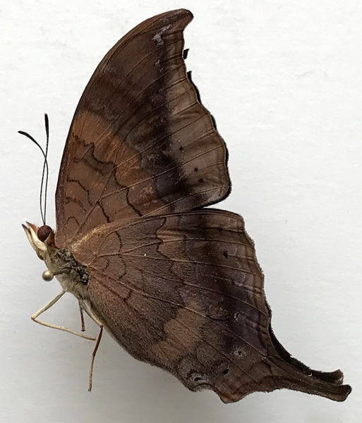 Marpesia furcula oechalia  mâle   (Westwood, 1850) 