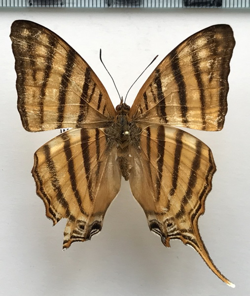 Marpesia livius livius  femelle   (W. F. Kirby, 1871)