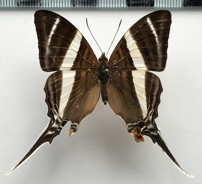 Marpesia orsilochus  mâle     (Fabricius, 1776) 