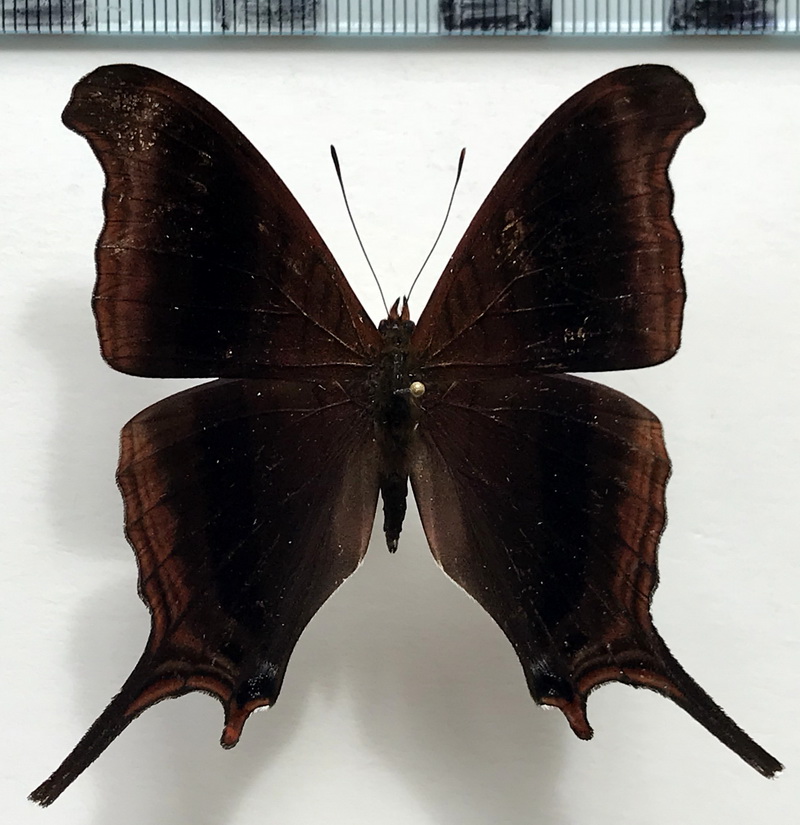 Marpesia zerynthia dentigera  mâle   (Fruhstorfer, 1907)