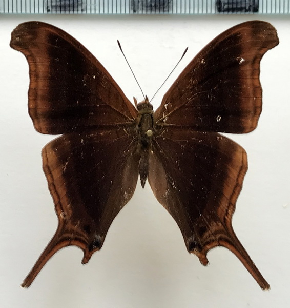 Marpesia zerynthia dentigera  mâle   (Fruhstorfer, 1907)