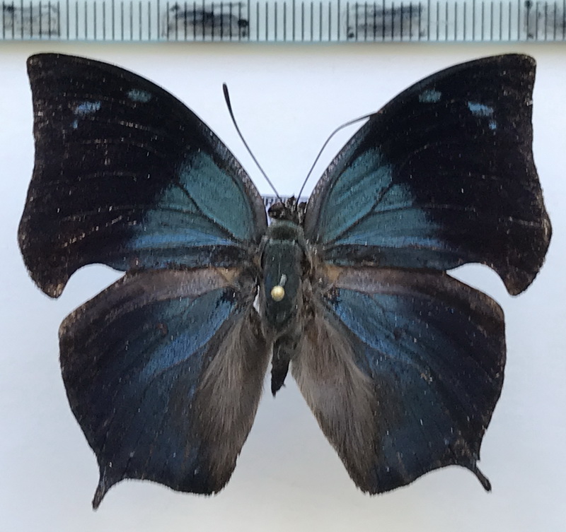 Memphis acidalia acidalia  mâle (Hübner, [1819])