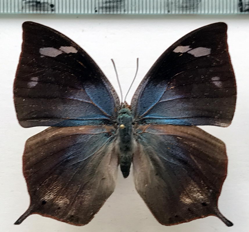  Memphis glauce felderi  femelle   (C. Felder & R. Felder, 1862) 