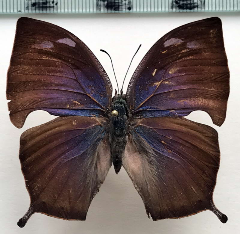  Memphis polycarmes femelle    (Fabricius, 1775)