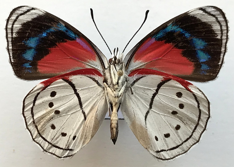 Mesotaenia vaninka vaninka  mâle  (Hewitson, [1855])