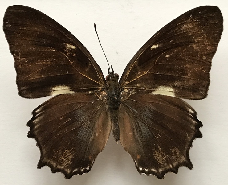 Metamorpha elissa elissa mâle    Hübner, [1819]