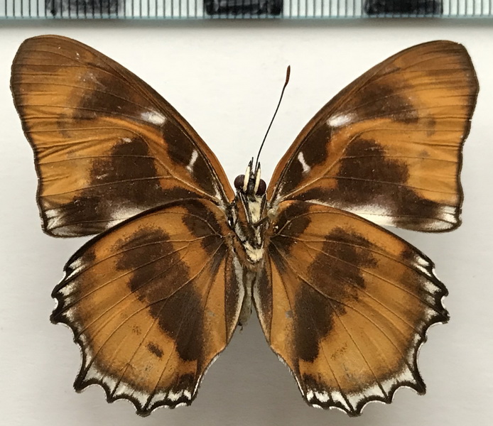 Metamorpha elissa elissa mâle    Hübner, [1819]