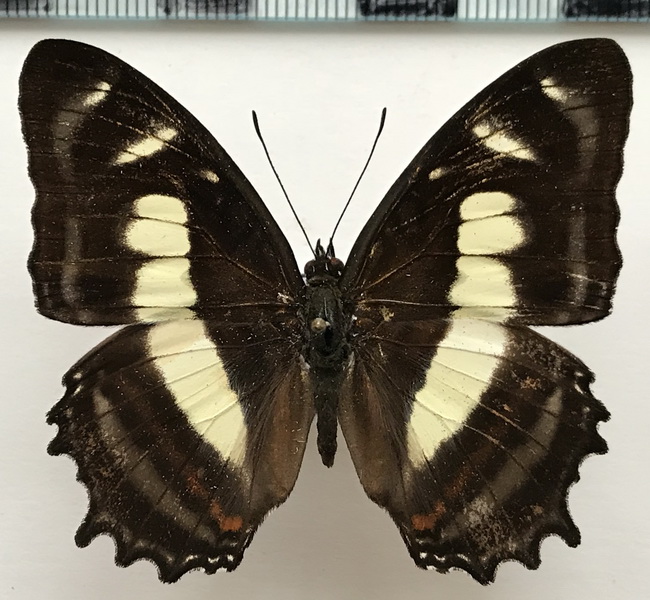 Metamorpha elissa elissa mâle    Hübner, [1819]