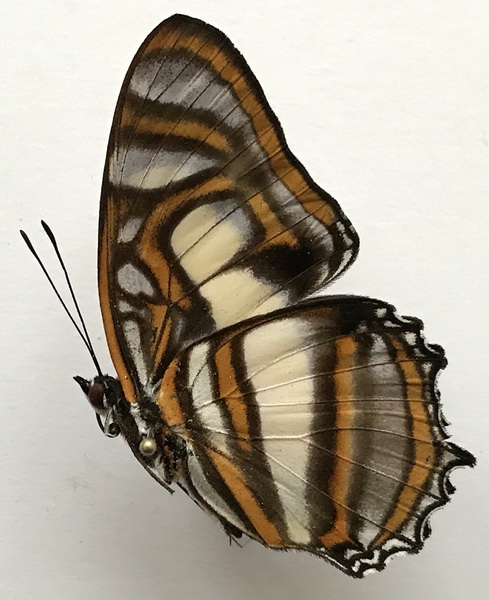 Metamorpha elissa elissa mâle    Hübner, [1819]