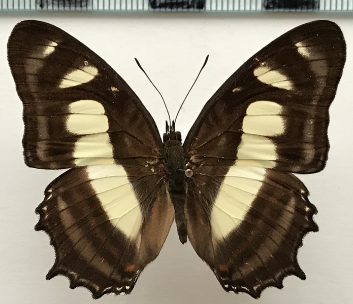 Metamorpha elissa elissa mâle    Hübner, [1819]