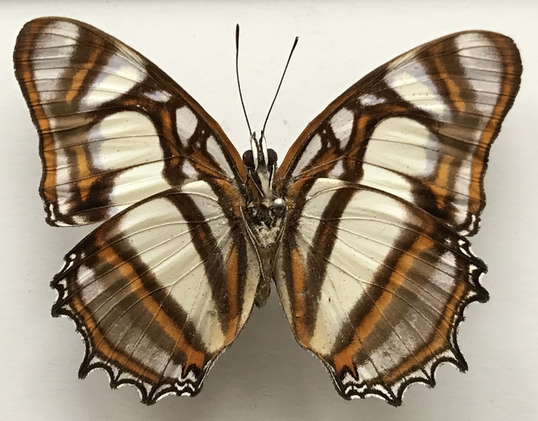 Metamorpha elissa elissa mâle    Hübner, [1819]