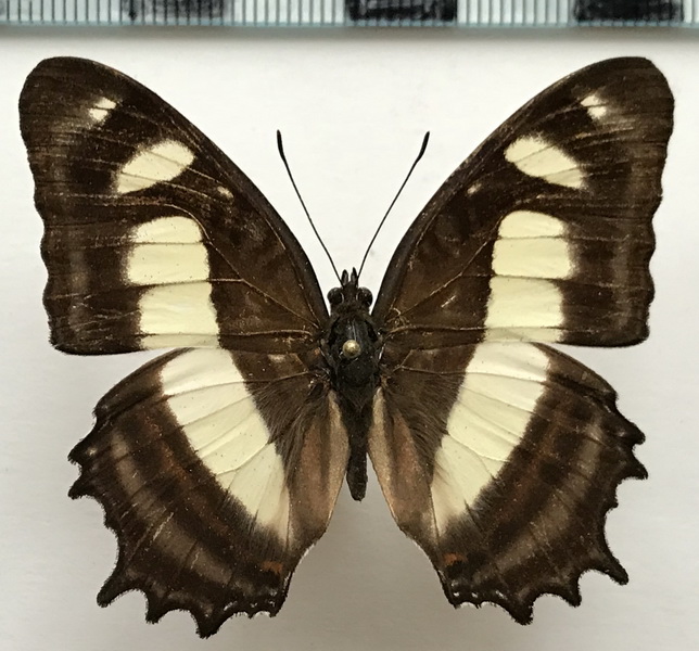 Metamorpha elissa pulsitia  mâle    R. Fox & A. Forbes, 1971