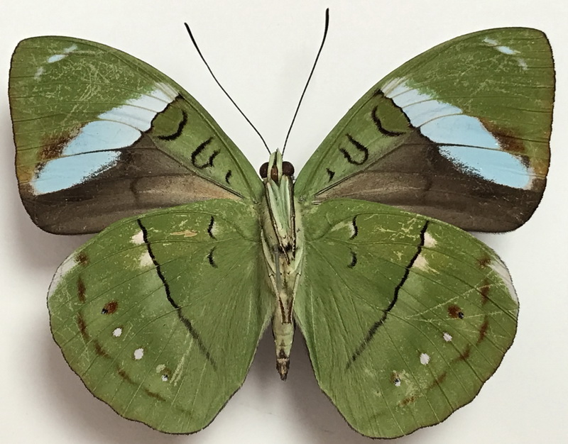 Nessaea aglaura  mâle   (E. Doubleday, [1848]) 