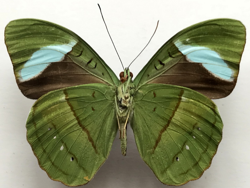 Nessaea obrinus obrinus  mâle  (Linnaeus, 1758)