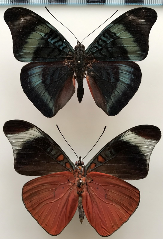 Panacea prola prola  mâle      (E. Doubleday, [1848])