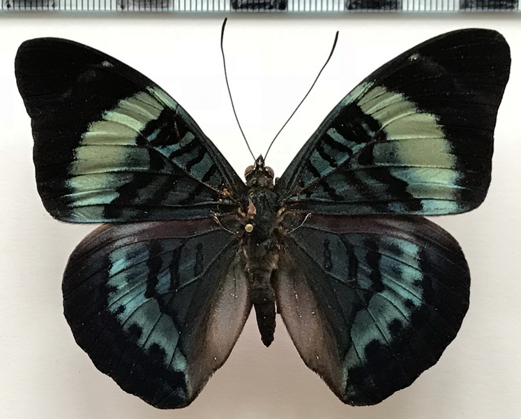 Panacea regina chalcothea  mâle  (H. Bates, 1868) 