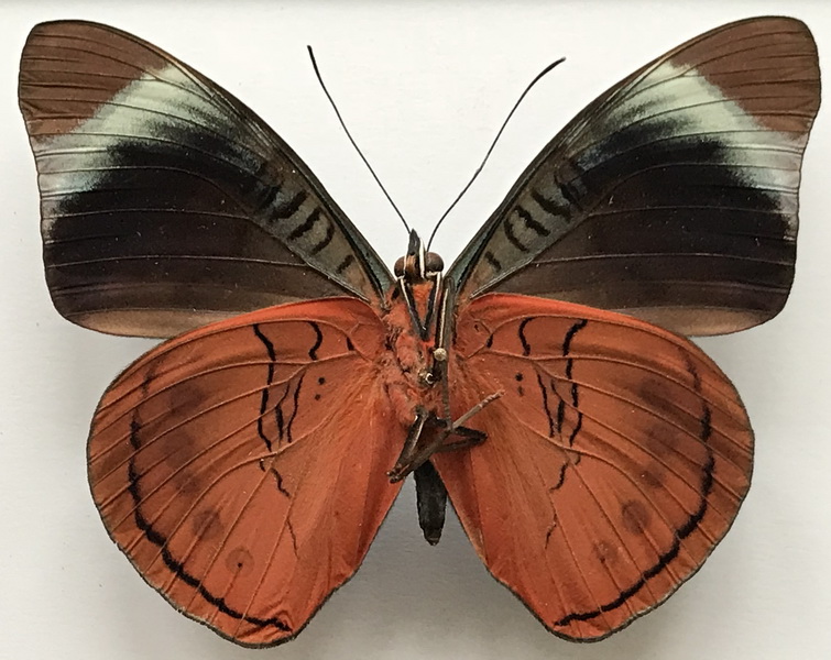 Panacea regina chalcothea  mâle  (H. Bates, 1868) 