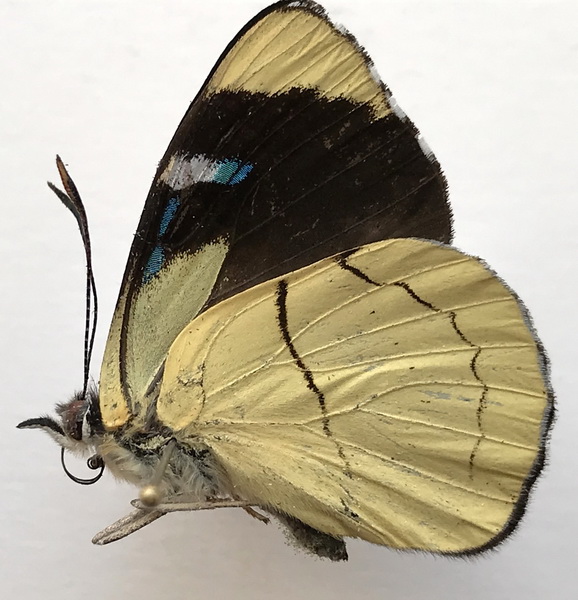 Perisama tryphena tryphena  mâle  (Hewitson, [1857])