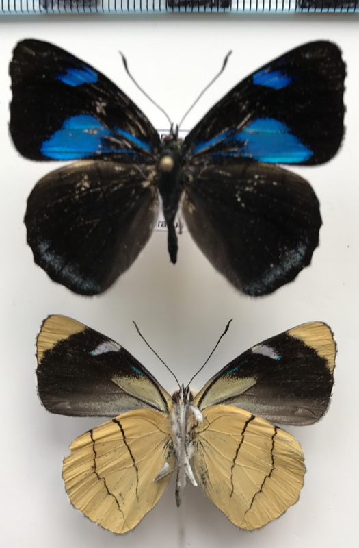 Perisama cloelia  mâle   (Hewitson, 1868)