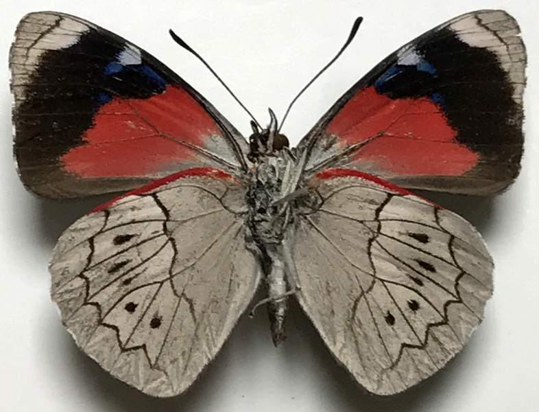 Perisama dorbignyi jurinei mâle (Guenée, 1872)