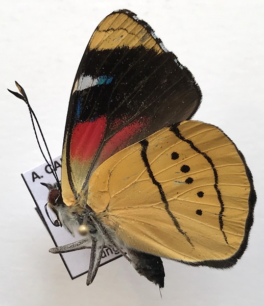 Perisama humboldtii intermedia  Oberthür, 1916  mâle