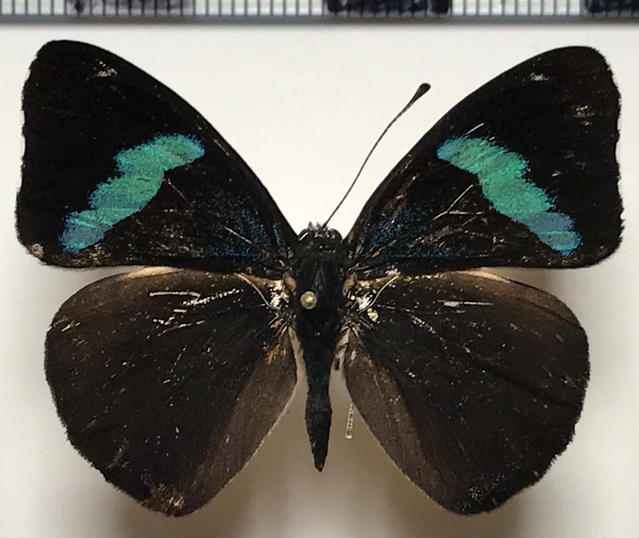 Perisama oppelii xanthica (Hewitson, 1868)  mâle