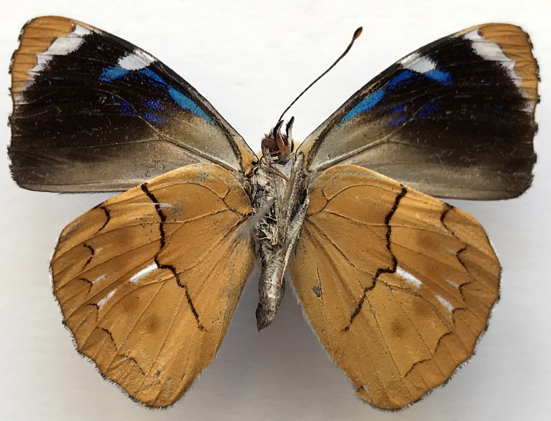 Perisama philinus philinus mâle  E. Doubleday, 1849