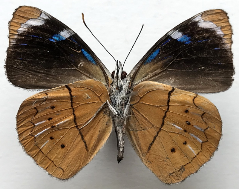 Perisama philinus nyctimene mâle  (Hewitson, 1868)