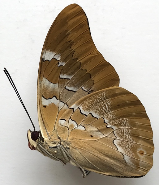 Mesoprepona pheridamas mâle   (Cramer, 1777)