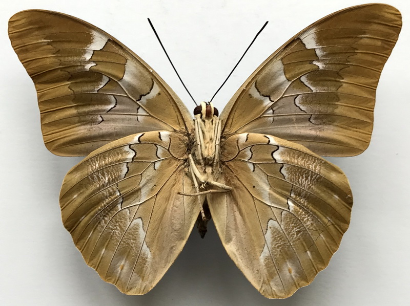 Mesoprepona pheridamas mâle   (Cramer, 1777)