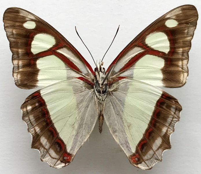 Pyrrhogyra edocla edocla  mâle   (E. Doubleday, [1848])