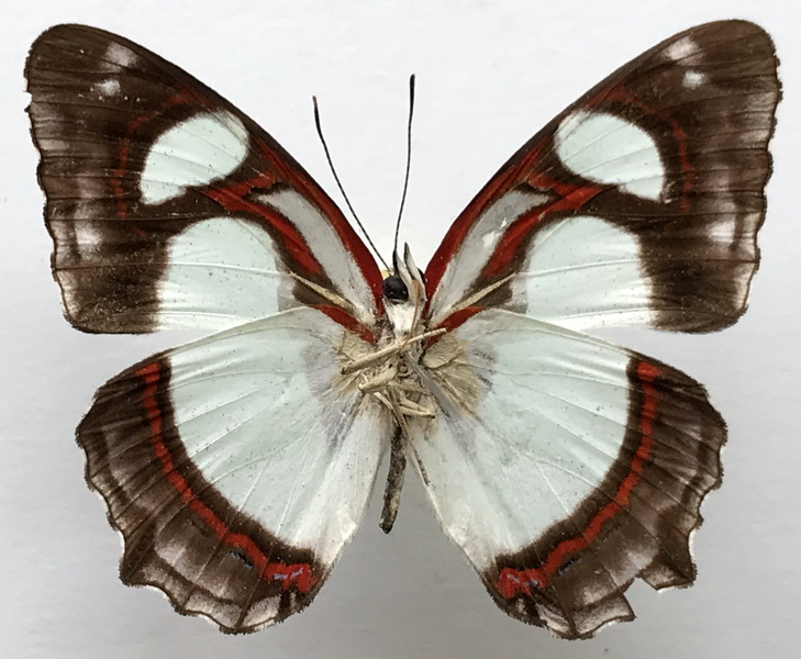 Pyrrhogyra otolais seitzi    mâle   Fruhstorfer, 1908