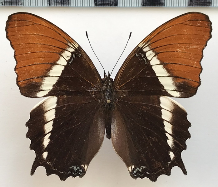 Siproeta epaphus epaphus  mâle  (Latreille, [1813])