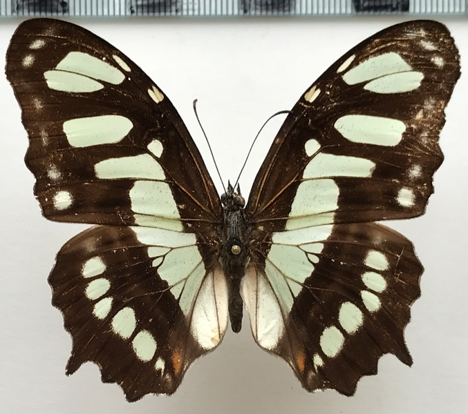 Siproeta stelenes meridionalis  mâle   (Fruhstorfer, 1909)