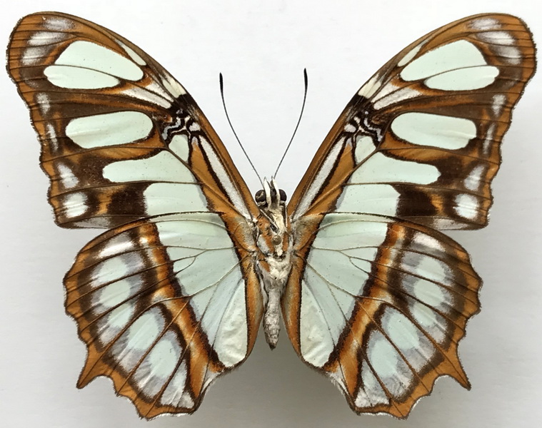 Siproeta stelenes meridionalis  mâle   (Fruhstorfer, 1909)