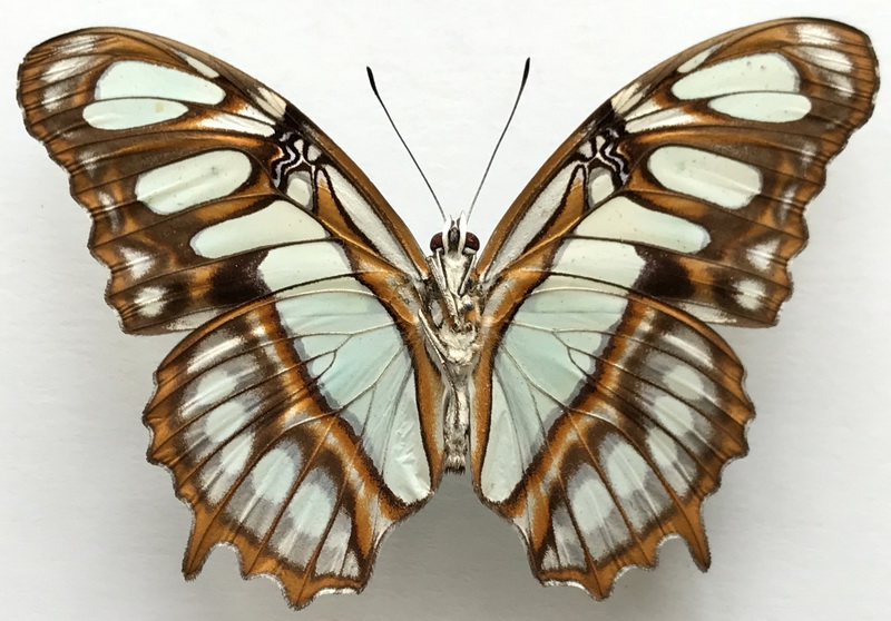 Siproeta stelenes meridionalis  mâle   (Fruhstorfer, 1909)