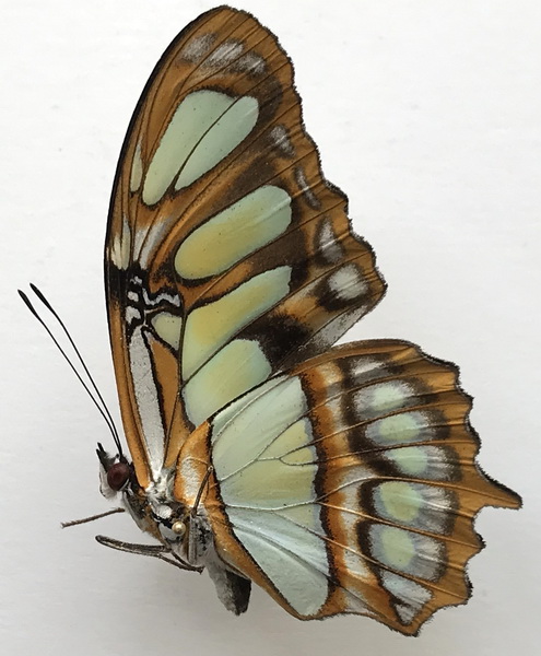 Siproeta stelenes sophene  mâle  (Fruhstorfer, 1907)