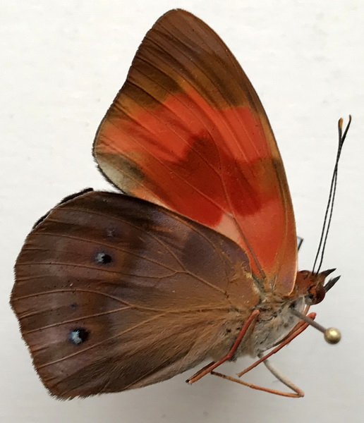 Temenis pulchra pallidior  mâle   (Oberthür, 1901) 